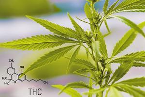 Groothandel Puur Natuurlijke Mignonette <span class=keywords><strong>Extract</strong></span> Pinda Shell <span class=keywords><strong>Extract</strong></span> Supplement 98% Luteolin Poeder Cas 491-70-3 Grondstof - Product Image 4