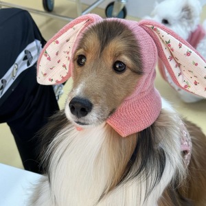Gorro <span class=keywords><strong>de</strong></span> invierno para mascotas, gorro <span class=keywords><strong>de</strong></span> punto con orejas bonitas para cachorros, gorro para mascotas, visera para perros y gatos, accesorios para mascotas 2023 - Product Image 2