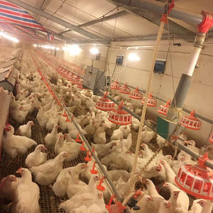 Nuevo Modelo PH-C01 PH Comedero para Aves de Corral, Línea de Alimentación con Tornillo Sin Fin, Equipo de Alimentación Automática - Product Image 3