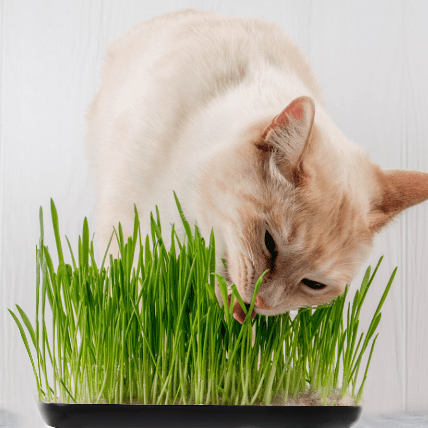 Cat Grass Growing Kit With High Germination Wheat Seeds, Soil