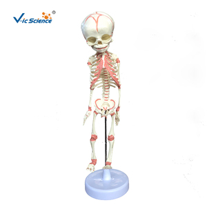 Modelo Anatómico <span class=keywords><strong>de</strong></span> Esqueleto <span class=keywords><strong>de</strong></span> Feto <span class=keywords><strong>de</strong></span> <span class=keywords><strong>30</strong></span> <span class=keywords><strong>Semanas</strong></span> <span class=keywords><strong>de</strong></span> Edad, en Plástico/PVC, para Ciencias Médicas, Escuelas y Hospitales, Modelo VIC-L014 <span class=keywords><strong>de</strong></span> Vic Science - Product Image 6