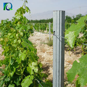 Piquets de vigne galvanisés à chaud à prix avantageux, type Y/T, poteaux de treillis métalliques pour vignoble - Product Image 6