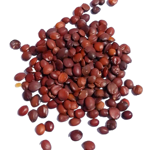 Sanxin Ziziphus Jujuba Mühle Ziziphi Samen extrakt Samen Ziziphi Spinosae Jujuba Extrakt Pulver 2% Jujubosid - Product Image 4