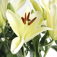 Yunnan Grosir Bunga Potongan Segar Alami Sentuhan Nyata Lilium Kuning Lily untuk Dekorasi Pernikahan