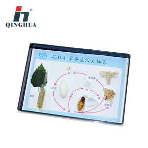 Tableta de Historia Vida del Gusano de Seda Qinghua: Muestra del Ciclo de Vida del Gusano de Seda, Material Didáctico Experimental de Biología para Escuelas Secundarias y Preparatorias - Product Image 1
