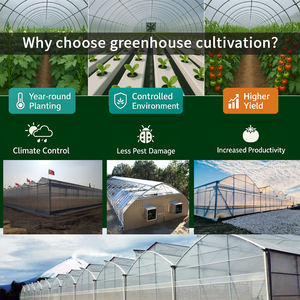 Serres agricoles économiques à structure tunnel à simple travée, à température contrôlée, galvanisées à chaud, sur mesure et à faible coût - Product Image 3