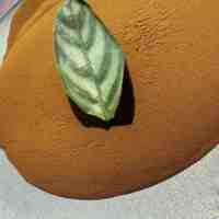 Acide citrique fer ammonium