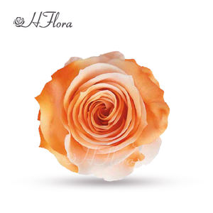 زهري رائج البيع لون وردي محفوظ رأس 7-8 قوس قزح متعدد الألوان طبيعي أزهار أبدية لتزيين الطاولة DIY - Product Image 4