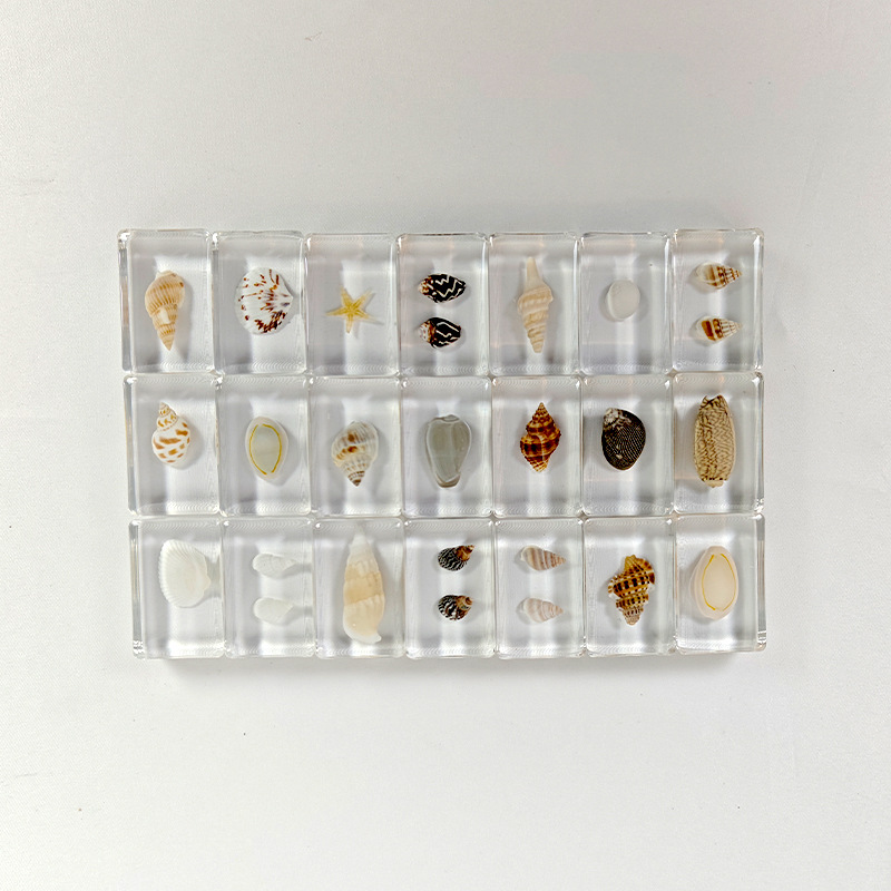 20 variétés de coquillages-pas de doublons-20 unités-442916