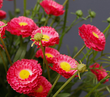 กุหลาบแดง