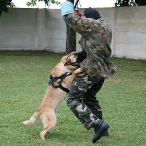 Bozal de impacto para perros de trabajo antiterrorismo, de cuero completo, suave, con forro interior, para entrenamiento. - Product Image 3