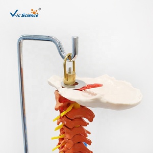 Modelo de <span class=keywords><strong>esqueleto</strong></span> de columna vertebral de Color de ciencia médica, modelo de educación médica de Anatomía de columna vertebral, <span class=keywords><strong>esqueleto</strong></span> de tamaño real - Product Image 6