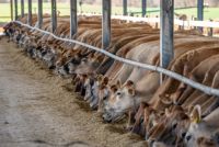 Aliments pour animaux de ferme robustes et sains, stimulant l'immunité, favorisant une croissance saine, acides aminés de qualité alimentaire, riches en protéines, sans levure, sans sucre