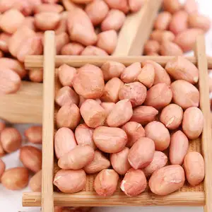 Acquirenti per arachidi grezze Jumbo all'ingrosso chicchi di arachidi sbolliti in grassetto naturale di alta qualità