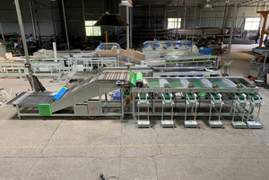 Machine de classement d'<span class=keywords><strong>oignon</strong></span> d'ail de 3 à 5 t/h, trieuse d'ampoule d'ail, machine de classement de tête d'ail - Product Image 3