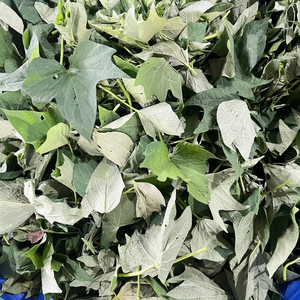 FEUILLE DE PATATE DOUCE PREMIUM IQF avec saveur naturelle et couleur fraîche DE L'EXPORTATEUR VIETNAMIEN (entier, coupé ou mélangé) - Product Image 1