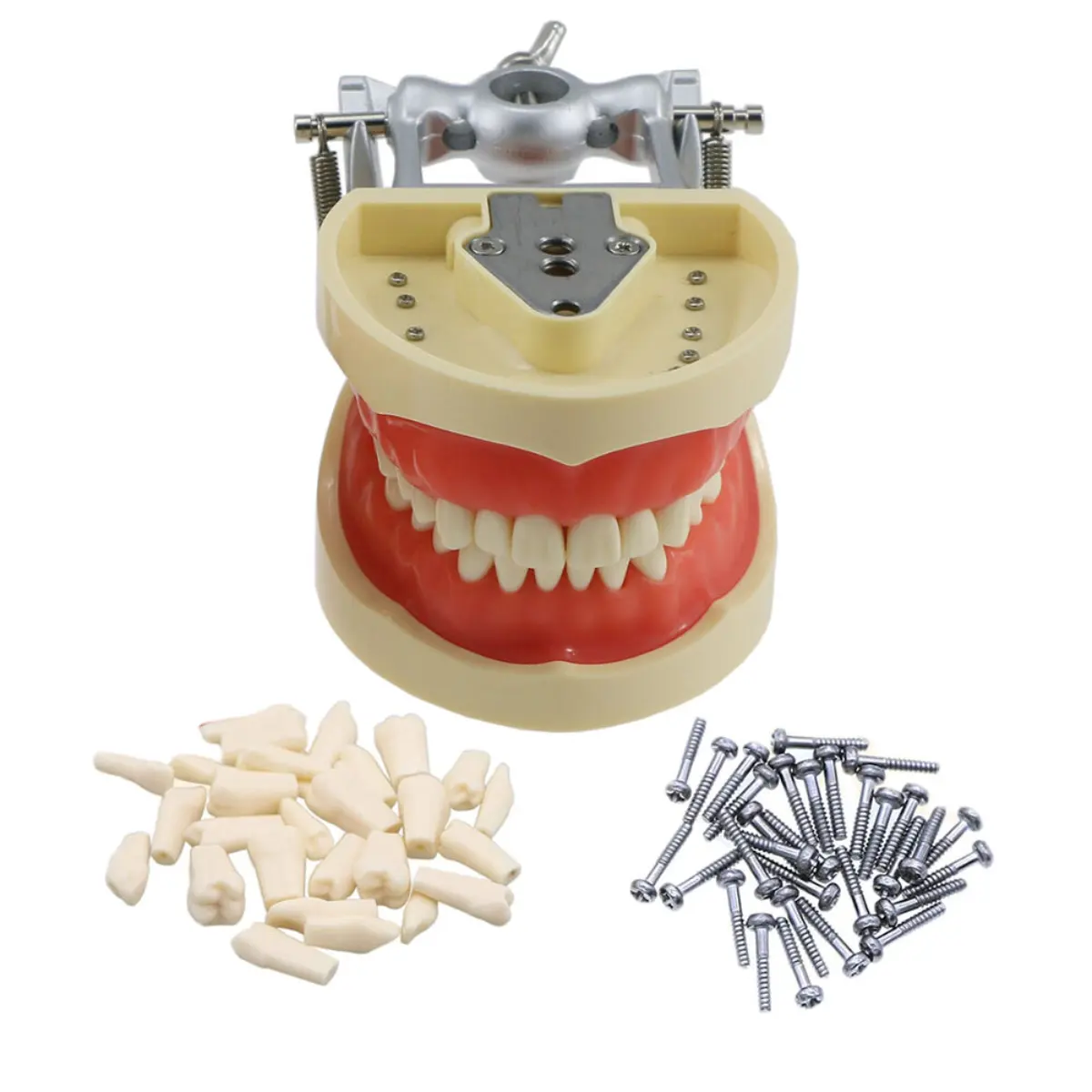 โมเดลพิมพ์ผิดทันตกรรมการเตรียมฟันแบบถอดได้32PC สาธิตสอนทางทันตกรรมอุปกรณ์เสริม odontologia
