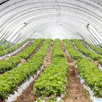 Serre tunnel agricole à structure en acier galvanisé et film PE anti-UV, monopente, pour la culture de tomates