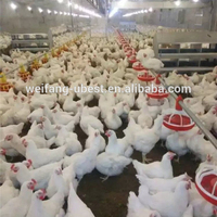 Système d'alimentation automatique de poulet de volaille de haute qualité pour poulet de chair et éleveur