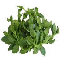 Extrait naturel d'Andrographis Paniculata Pionner, Andrographolide 10% 50% 98% CAS 5508-58-7