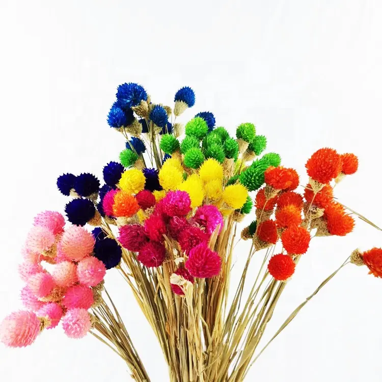 Musim Panas Flora Pabrik Pasokan Dekorasi Bunga Pelangi Panjang Bunga Globe Amaranth Bunga Kering