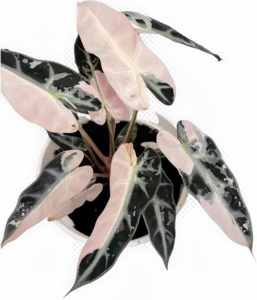 Planta de Interior Popular de Alta Calidad, Alocasia Variegata _pequeña, Decoración <span class=keywords><strong>Chic</strong></span> con Vista al Jardín. - Product Image 1