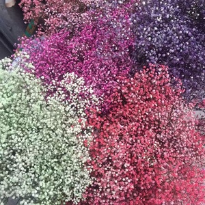 Regalo <span class=keywords><strong>de</strong></span> San Valentín, Gypsophila <span class=keywords><strong>Paniculata</strong></span> Seca y Preservada, <span class=keywords><strong>Flor</strong></span> <span class=keywords><strong>de</strong></span> Baby's Breath Eterna - Product Image 3