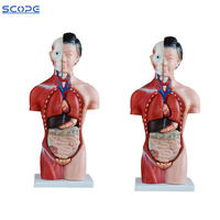 Cuerpo de simulación humana desmontable para hombre y mujer, modelo anatomico, Torso, 42cm