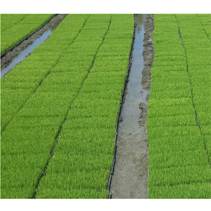 72 celle piantare piantina vassoio di avviamento seme vassoio vassoio per la germinazione dei semi di partenza - Product Image 1