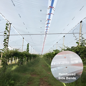 Film perforé optimisé pour vignobles : ventilation, résistance aux intempéries, rendement accru et baies plus volumineuses - Product Image 2