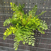Feuilles de fougères artificielles Grandes plantes Herbe de fougère Feuilles persanes Feuilles d'arbre en fer Plantes d'herbe persane Matériaux muraux Faux arbres