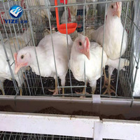 9 cages à poulet tricotées en PVC, 6x3 niveaux, cages à résistance nouveau-né, accroche à piles pour l'afrique du sud