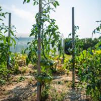 Haute qualité intérieur légume tomate jardin truie paquet boîte plante Kit aromatique vieilles tomates pour sol utilisation chambre Occasion