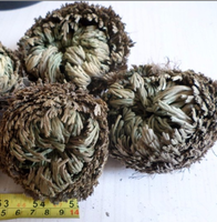 Tanaman Kembang Kembang (Selaginella Lepidophylla) Kering Ukuran Besar Grosir untuk Dijual