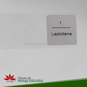 Juego de 12 Portaobjetos de Microscopio para la División de la <span class=keywords><strong>Meiosis</strong></span> en Todas sus Etapas, para Materiales Educativos - Product Image 5