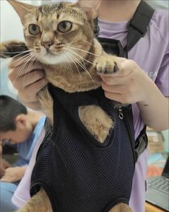 Pet Carrier <b>Backpack</b> for <b>Small</b> Dogs Cats Comfortable Padded Shoulder Straps Breathable Mesh Canvas Material - Product Image 3