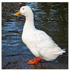 Plumes de canard - Product Image 3