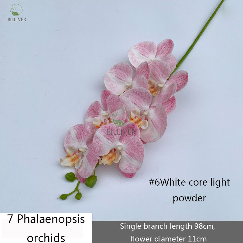 7-Tête #6 Blanc Noyau Rose Clair