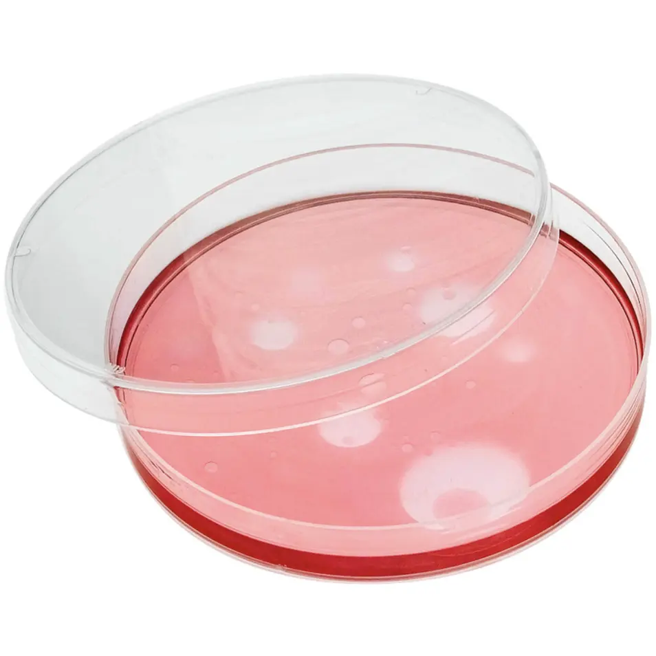 Placa de Petri Bioland para laboratório descartável estéril ou placa de Petri médica de plástico 90 mm para cultura bacteriana