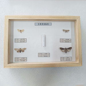 Spécimens de parasites du maïs Vic : Insectes réels, encadrement en bois massif, spécimens d'insectes séchés en boîte - Product Image 1