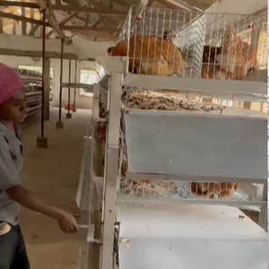 Batterie de poulet Économie d'énergie Type H Prêt <span class=keywords><strong>à</strong></span> <span class=keywords><strong>pondre</strong></span> Enlèvement manuel du fumier <span class=keywords><strong>à</strong></span> manivelle Couche d'œufs <span class=keywords><strong>Poule</strong></span> pondeuse Cage avec ceinture - Product Image 1