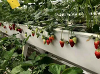 Gouttière UPVC de fraise de catégorie comestible de prix usine pour des serres agricoles de système de culture hydroponique dans l'usine agricole croissante