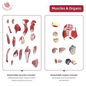 Modelo Anatómico de <span class=keywords><strong>Esqueleto</strong></span> <span class=keywords><strong>Humano</strong></span> de 27 Partes y 80 cm, Modelo Muscular <span class=keywords><strong>Humano</strong></span> para Ciencias Médicas, Modelo de Anatomía Muscular Humana - Product Image 4