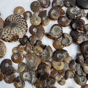 Vente en gros de spécimens d'ammonites naturelles de haute qualité, cristaux de guérison, <span class=keywords><strong>pierres</strong></span> précieuses en quartz pour cadeaux <span class=keywords><strong>minéraux</strong></span> - Product Image 5