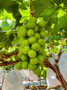 Nho xanh ngọt ngào trái cây tươi nắng Hoa Hồng Nho hạt lớn - Product Image 2