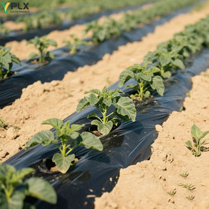Avec trous Pe Mulch Film Isolene Plastic Mulch Agricultural Plants Cover Film Frost <span class=keywords><strong>Protection</strong></span> Keep Warm Control for Sale - Product Image 1