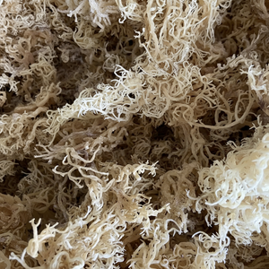 Algas naturales de musgo de mar secas de Vietnam tipo completo utilizado para preparación culinaria salsas sopas y postres - Product Image 1