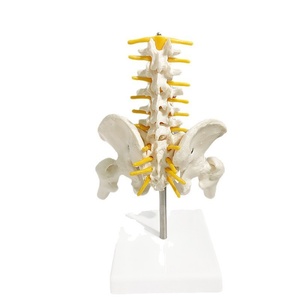Becken-Lendenwirbelsäulen-Nerven-Knochen-Skelettmodell für Geburtshilfe, Gynäkologie, Orthopädie und Schmerztherapie, Kleines 5-Teiliges Beckenmodell - Product Image 1