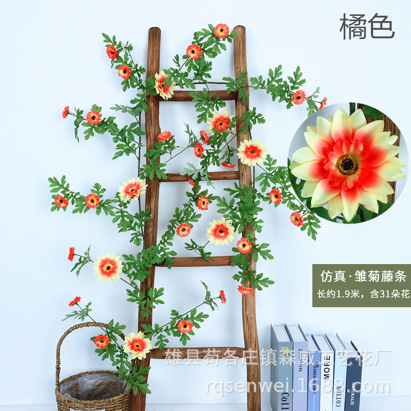 31 plants de tournesol grimpants, orange