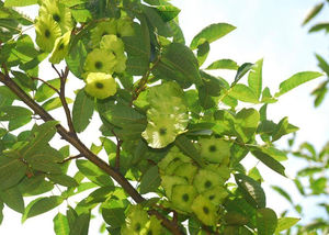 B.C.I Herbal extrato cyclocarya paliurus pó 10:1 - Product Image 4